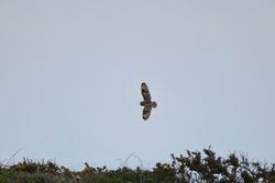 Short-eared Owl photographed at Pleinmont [PLE] on 14/5/2021. Photo: © Mark Guppy