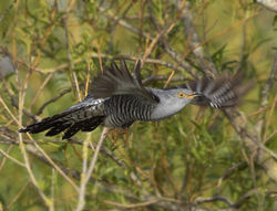 Cuckoo photographed at Rue des Bergers [BER] on 18/5/2021. Photo: © Mike Cunningham