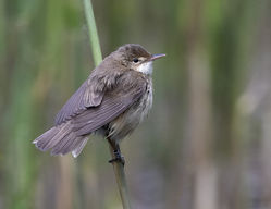 Reed Warbler photographed at Rue des Bergers [BER] on 18/5/2021. Photo: © Mike Cunningham