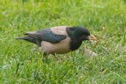 Rose-coloured Starling photographed at Lowlands on 31/5/2021. Photo: © Rod Ferbrache