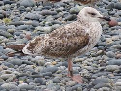 Lesser Black-backed Gull photographed at Perelle [PER] on 7/6/2021. Photo: © Wayne Turner