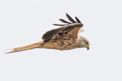 Red Kite photographed at Rue de la Lague on 24/6/2021. Photo: © Dave Carre