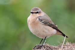 Wheatear photographed at Tielles [TIE] on 27/6/2021. Photo: © Dave Carre