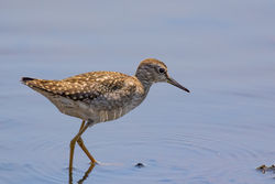 Wood Sandpiper photographed at Claire Mare [CLA] on 22/7/2021. Photo: © Dave Carre