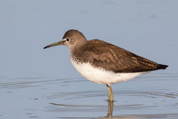Green Sandpiper photographed at Claire Mare [CLA] on 4/8/2021. Photo: © Dave Carre