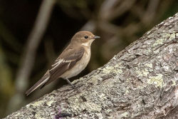 Pied Flycatcher photographed at Fort Hommet [HOM] on 21/8/2021. Photo: © Rod Ferbrache