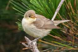 Melodious Warbler photographed at Fort Hommet [HOM] on 21/8/2021. Photo: © Dave Carre
