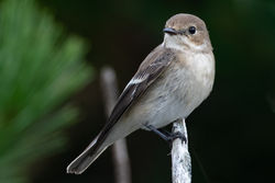 Pied Flycatcher photographed at Fort Hommet [HOM] on 21/8/2021. Photo: © Dave Carre