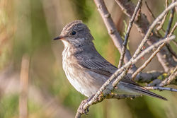 Spotted Flycatcher photographed at Chouet [CHO] on 25/8/2021. Photo: © Dave Carre