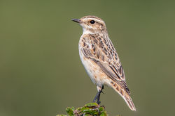Whinchat photographed at Icart [ICA] on 3/9/2021. Photo: © Dave Carre