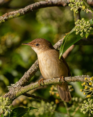 Reed Warbler photographed at Rue des Bergers [BER] on 26/9/2021. Photo: © Rod Ferbrache