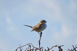 Red-backed Shrike photographed at Claire Mare [CLA] on 27/9/2021. Photo: © Mark Guppy