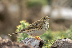 Meadow Pipit photographed at Mt. Herault [MHE] on 4/10/2021. Photo: © Rod Ferbrache