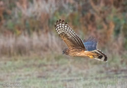 Hen Harrier photographed at Pleinmont [PLE] on 15/10/2021. Photo: © Cindy  Carre