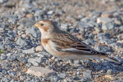 Snow Bunting photographed at Vazon [VAZ] on 27/10/2021. Photo: © Dave Carre