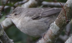 Barred Warbler photographed at Grands Marais/Pre [PRE] on 1/11/2021. Photo: © Albert Harvey