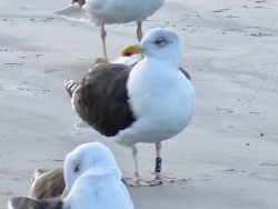 Great Black-backed Gull photographed at Perelle [PER] on 25/11/2021. Photo: © Wayne Turner