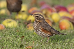 Redwing photographed at Bas Capelles [BAS] on 29/11/2021. Photo: © Rod Ferbrache