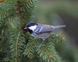 Coal Tit photographed at St Peter Port [SPP] on 19/12/2021. Photo: © Mike Cunningham