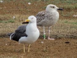 Yellow-legged Gull photographed at Colin Best NR [CNR] on 16/8/2021. Photo: © Wayne Turner
