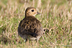 Golden Plover photographed at Pleinmont [PLE] on 20/1/2022. Photo: © Dave Carre