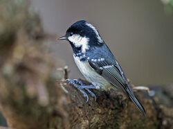 Coal Tit photographed at St Peter Port [SPP] on 20/1/2022. Photo: © Mike Cunningham