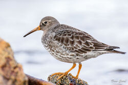 Purple Sandpiper photographed at Jaonneuse [JAO] on 21/1/2022. Photo: © Dave Carre