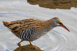 Water Rail photographed at Vale Pond [VAL] on 21/1/2022. Photo: © Dave Carre