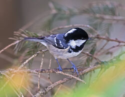 Coal Tit photographed at St Peter Port [SPP] on 23/1/2022. Photo: © Mike Cunningham