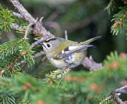 Goldcrest photographed at St Peter Port [SPP] on 30/1/2022. Photo: © Mike Cunningham