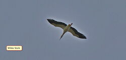 White Stork photographed at Cobo [COB] on 10/4/2022. Photo: © Albert Harvey