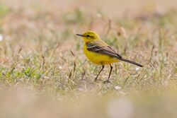 Yellow Wagtail photographed at Pembroke [PEM] on 29/4/2022. Photo: © Rod Ferbrache