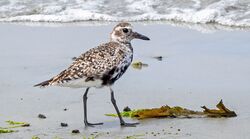 Grey Plover photographed at Perelle [PER] on 10/5/2022. Photo: ©  Rockdweller