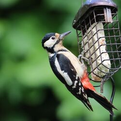 Great Spotted Woodpecker. Photo: © Guy Oâ€™Regan