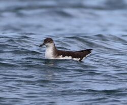 Manx Shearwater photographed at Select location on 22/5/2022. Photo: © Guy Oâ€™Regan