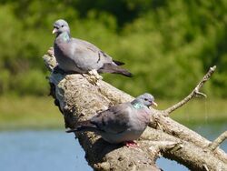 Stock Dove photographed at Reservoir [RES] on 30/5/2022. Photo: © Wayne Turner