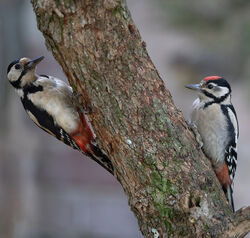 Great Spotted Woodpecker photographed at St Peter Port [SPP] on 4/6/2022. Photo: © Mike Cunningham