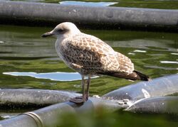 Herring Gull photographed at Reservoir [RES] on 10/7/2022. Photo: © Wayne Turner