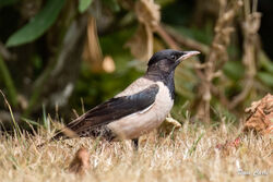 Rose-coloured Starling photographed at le Villocq lane on 2/8/2022. Photo: © Dave Carre