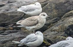 Common Gull photographed at Bulwer Avenue [BUL] on 17/8/2022. Photo: © Dave Andrews