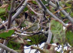 Yellow-browed Warbler photographed at Pezeries [PEZ] on 4/10/2022. Photo: © Mark Guppy