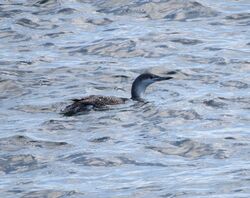 Red-throated Diver photographed at Belle Greve Bay [BEL] on 6/10/2022. Photo: © Mark Guppy