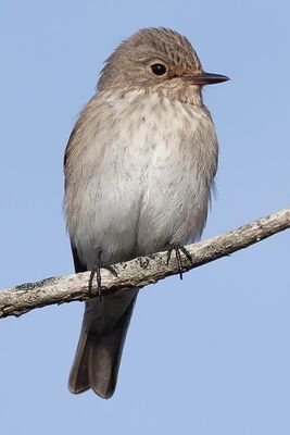 Spotted Flycatcher photographed at Chouet [CHO] on 9/10/2022. Photo: © Rod Ferbrache