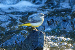 Grey Wagtail photographed at Reservoir  on 12/10/2022. Photo: © Kim Wilkinson