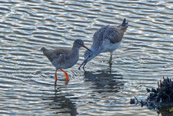 Redshank photographed at Vale Pond on 12/10/2022. Photo: © Kim Wilkinson