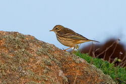 Meadow Pipit photographed at Fort Houmet  on 16/10/2022. Photo: © Kim Wilkinson
