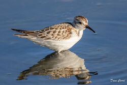 Little Stint photographed at Claire Mare [CLA] on 20/10/2022. Photo: © Dave Carre