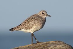 Grey Plover photographed at Fontenelles Bay [FON] on 22/10/2022. Photo: © Rod Ferbrache