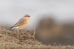 Wheatear photographed at Fort Doyle [DOY] on 25/10/2022. Photo: © Rod Ferbrache