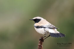 Desert Wheatear photographed at Pleinmont [PLE] on 29/10/2022. Photo: © Andy Marquis